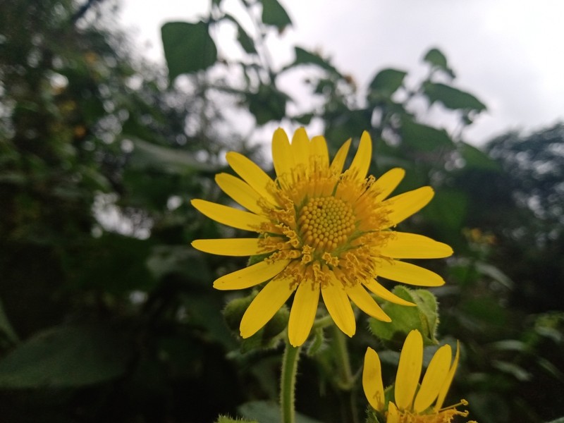 Rumfordia guatemalensis photo 2