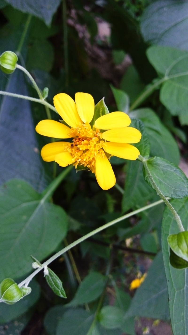 Rumfordia guatemalensis photo 3