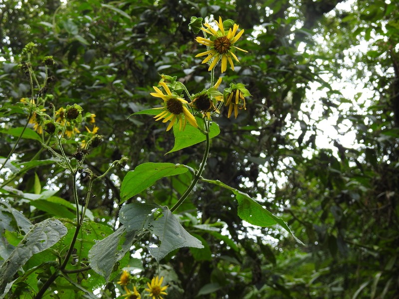 Rumfordia guatemalensis photo 4