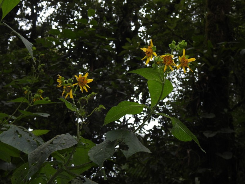 Rumfordia guatemalensis photo 5