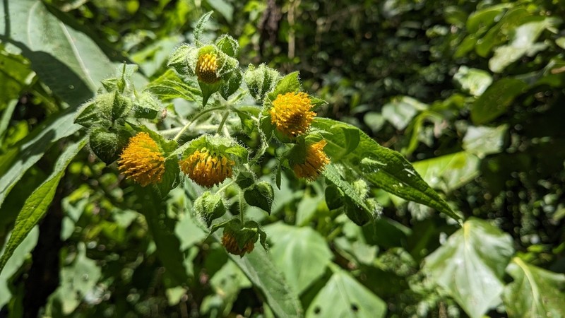 Rumfordia guatemalensis photo 6