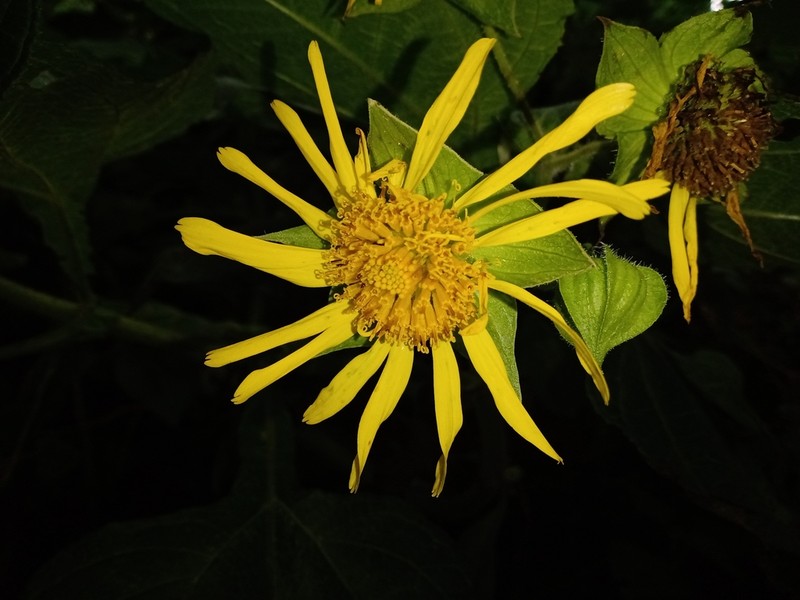 Rumfordia guatemalensis photo 7