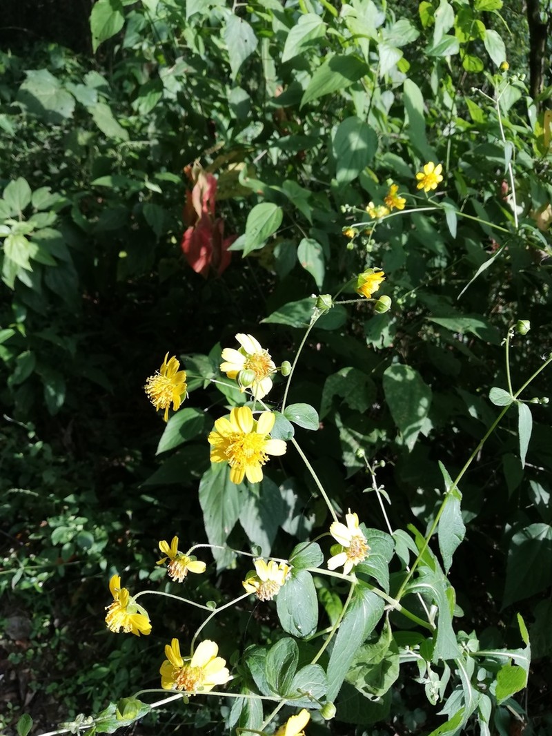 Rumfordia guatemalensis photo 8
