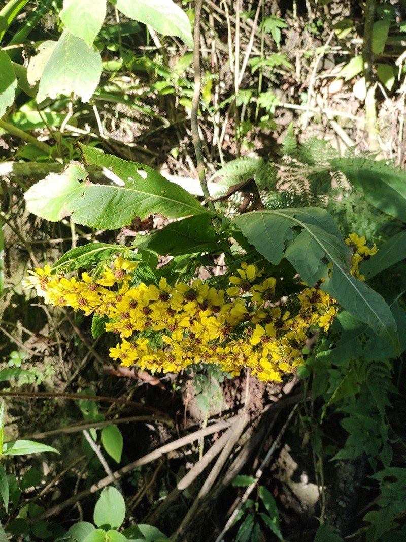 Rumfordia penninervis