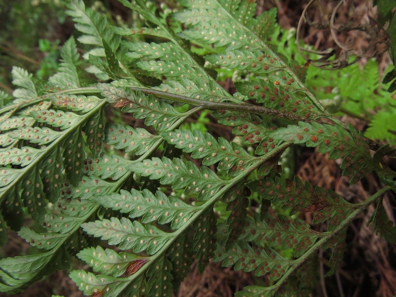 Iron Fern photo 2