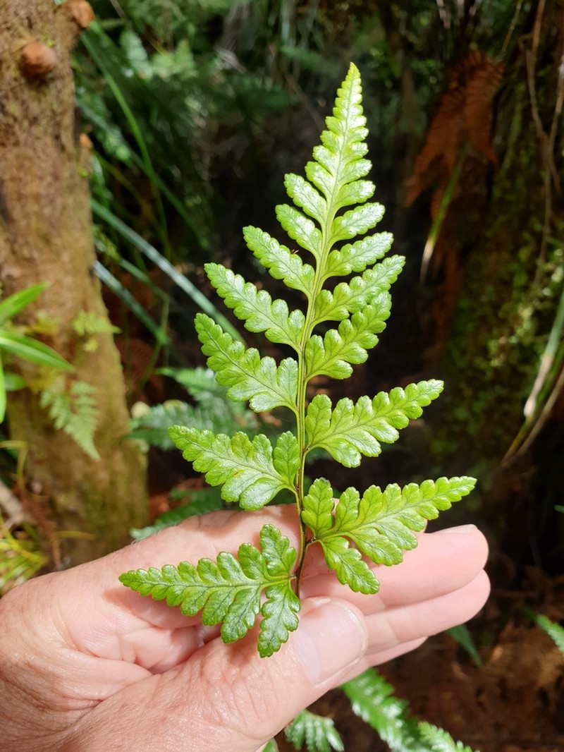 Iron Fern photo 3