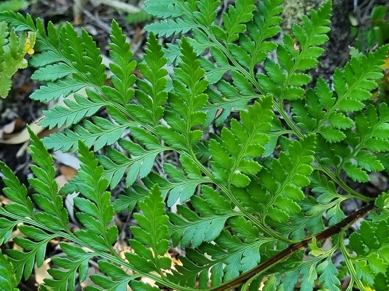 Iron Fern photo 4