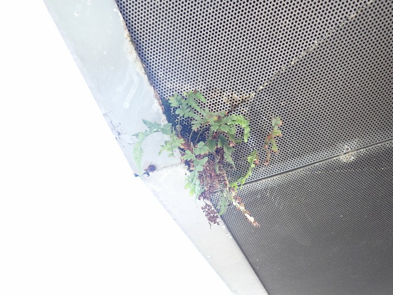 Iron Fern photo 5