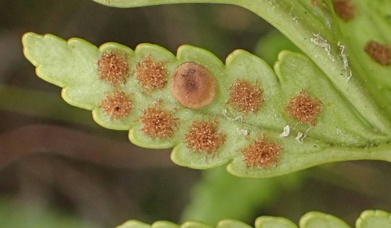 Iron Fern photo 6