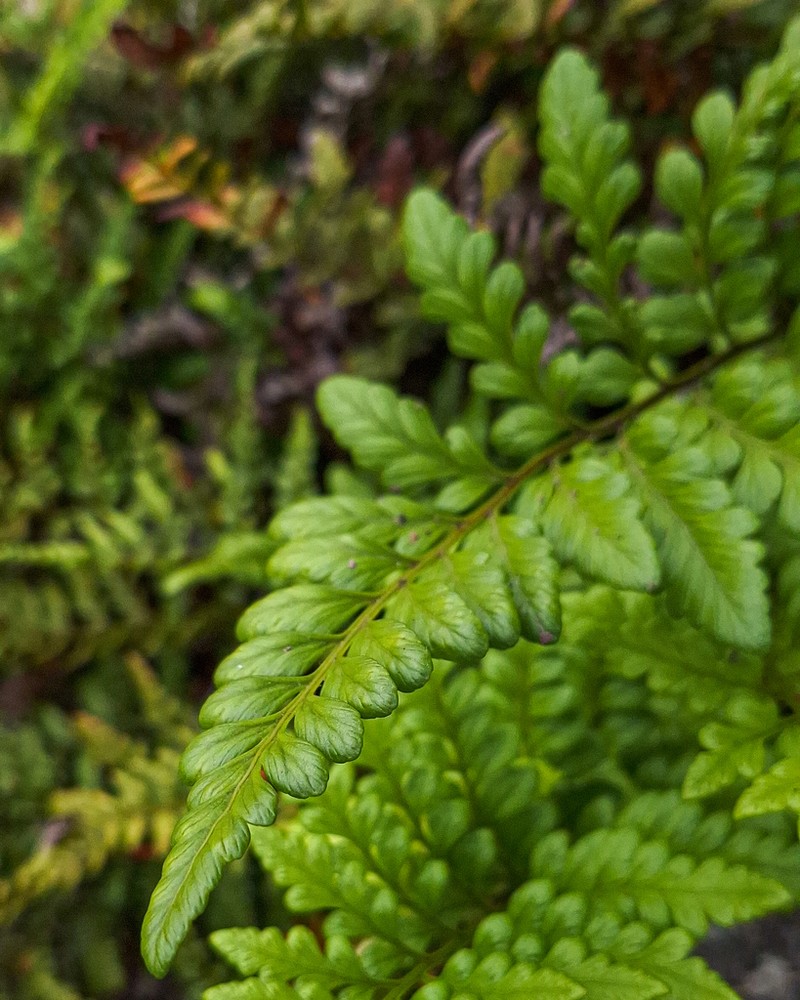 Iron Fern photo 7