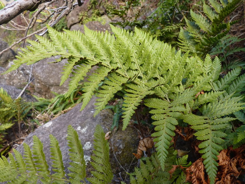 Rumohra berteroana