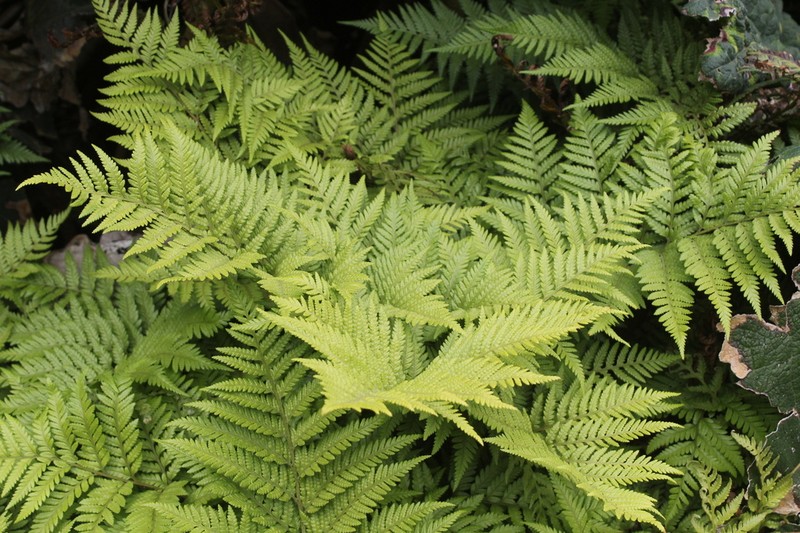 Rumohra berteroana photo 2