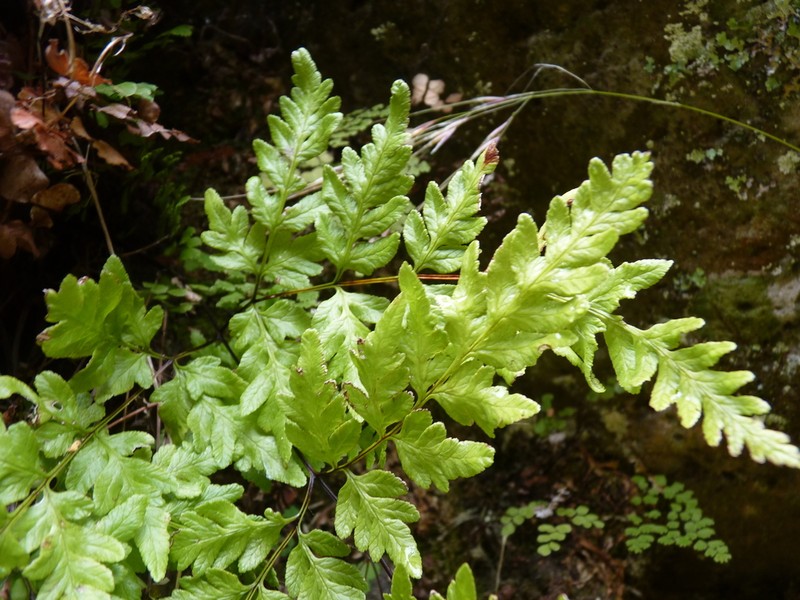 Rumohra berteroana photo 3