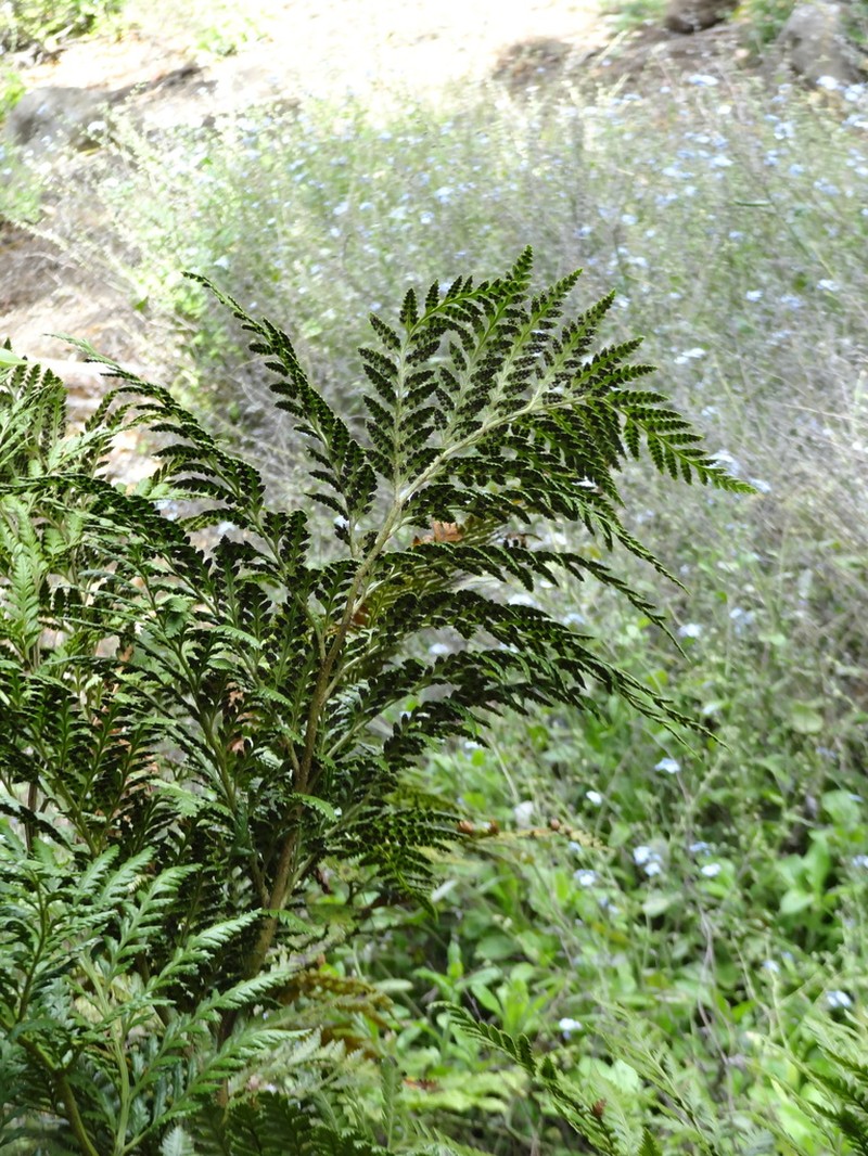Rumohra berteroana photo 4