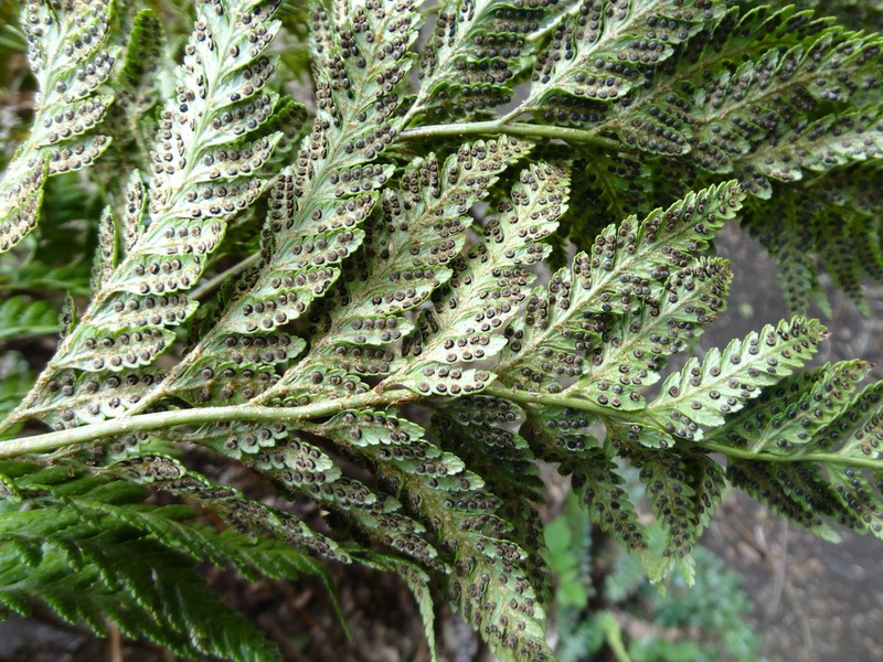 Rumohra berteroana photo 5