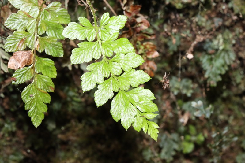 Rumohra berteroana photo 6