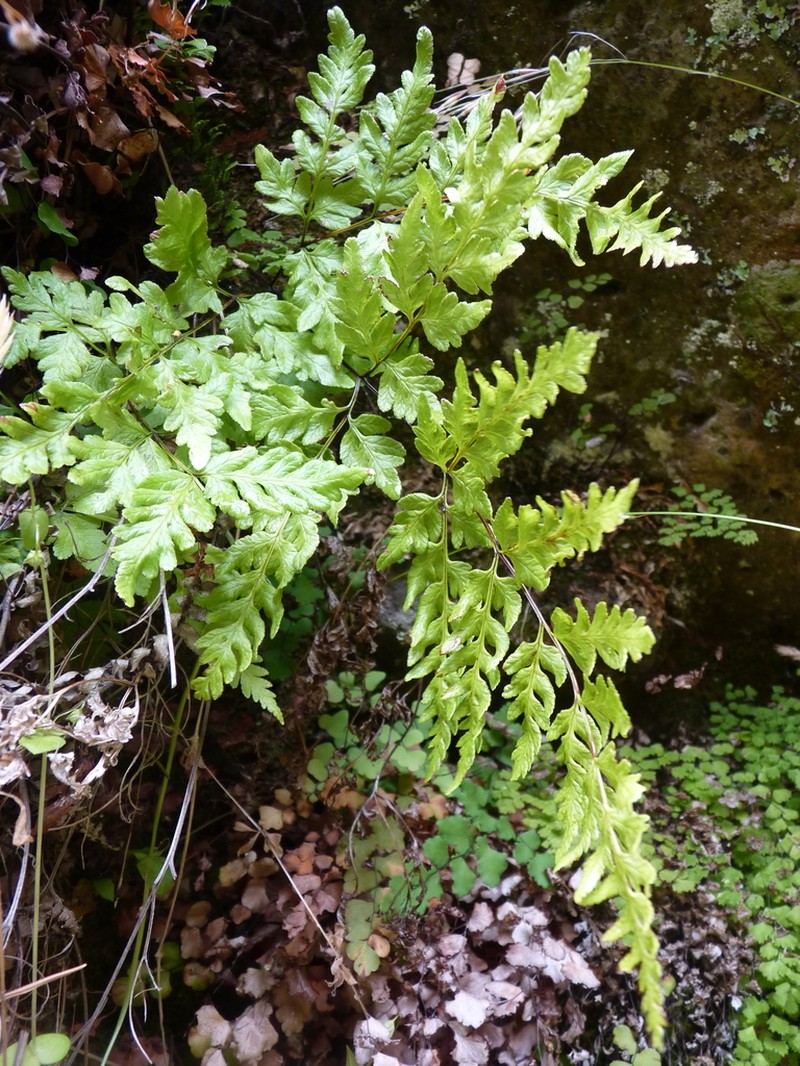 Rumohra berteroana photo 7