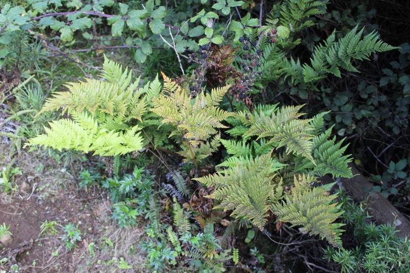 Rumohra berteroana photo 8