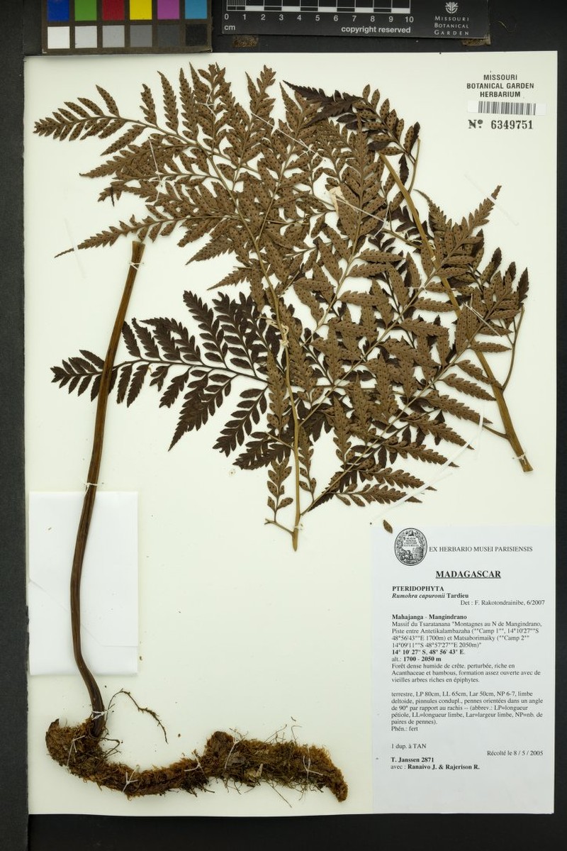 Rumohra capuronii