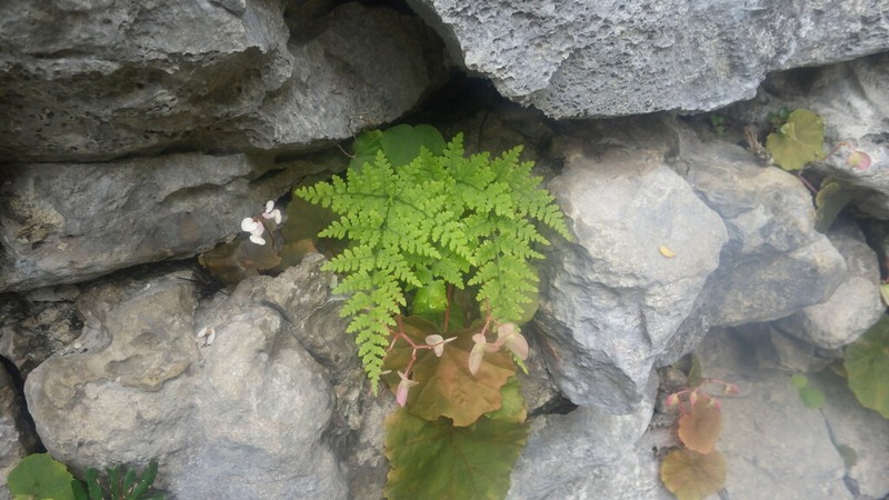 Rumohra lokohensis