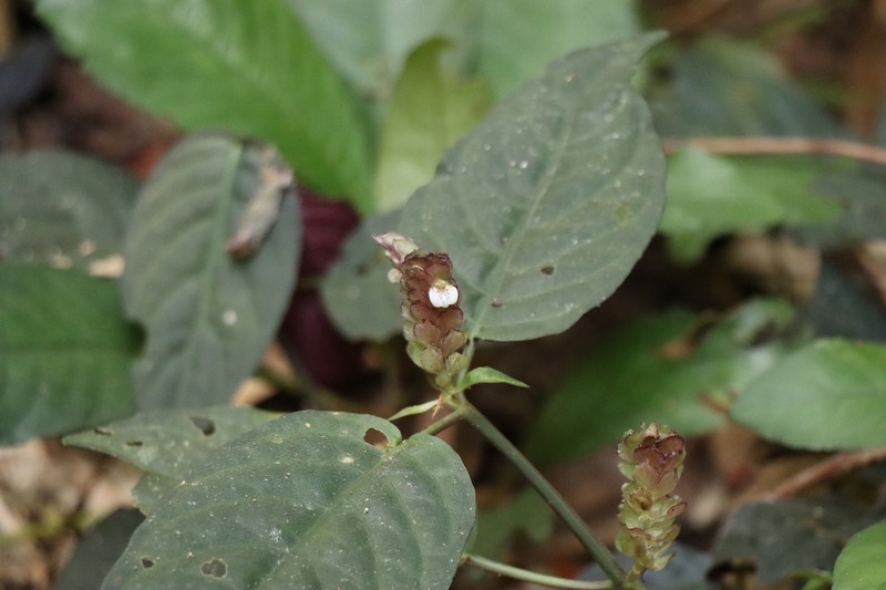 Rungia polyneura