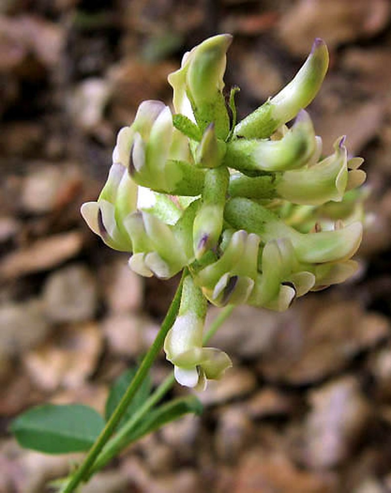 Forest Scurfpea
