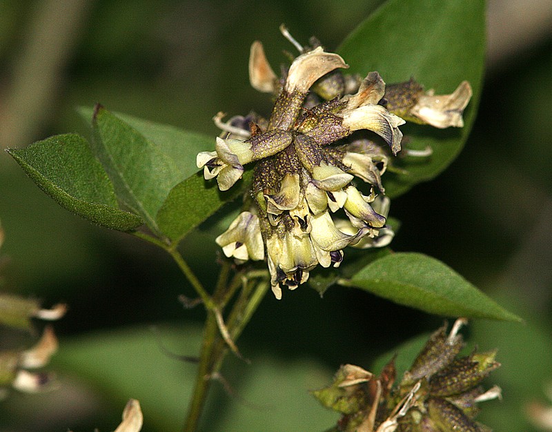 Forest Scurfpea photo 2