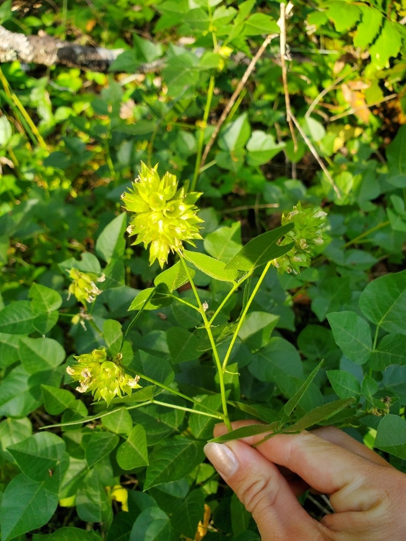 Forest Scurfpea photo 3
