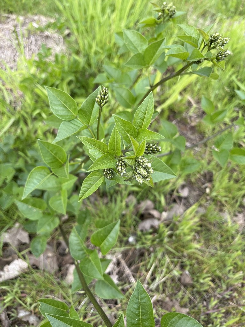 Forest Scurfpea photo 4