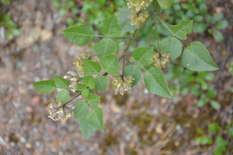 Forest Scurfpea photo 5