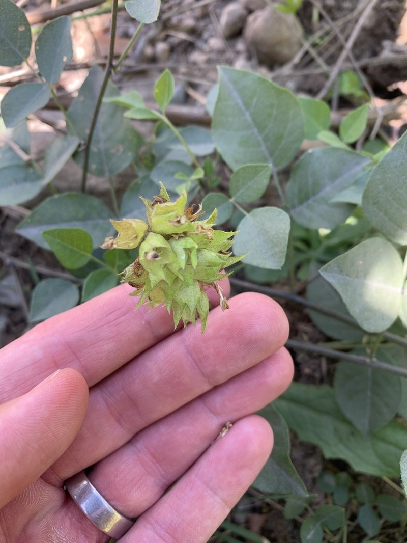 Forest Scurfpea photo 6