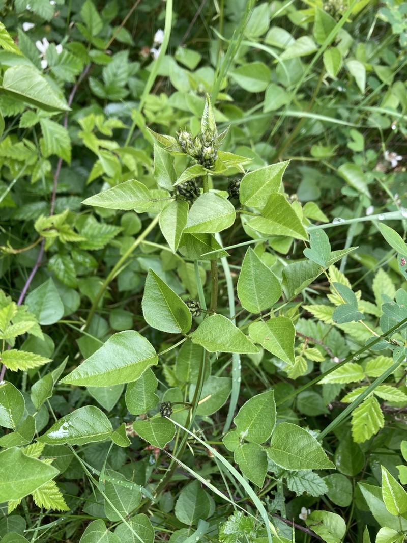 Forest Scurfpea photo 7