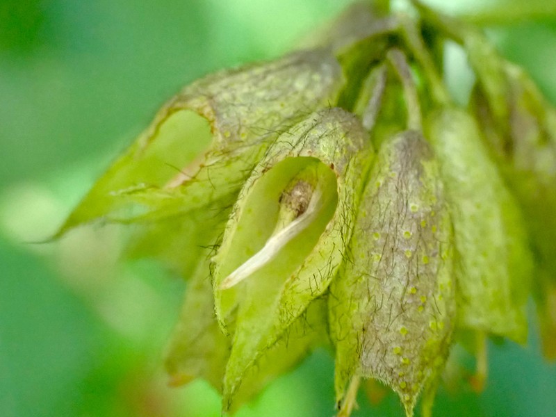 Forest Scurfpea photo 8