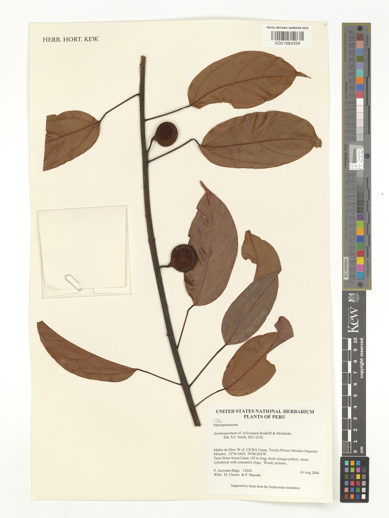 Rupertiella boliviana photo 3
