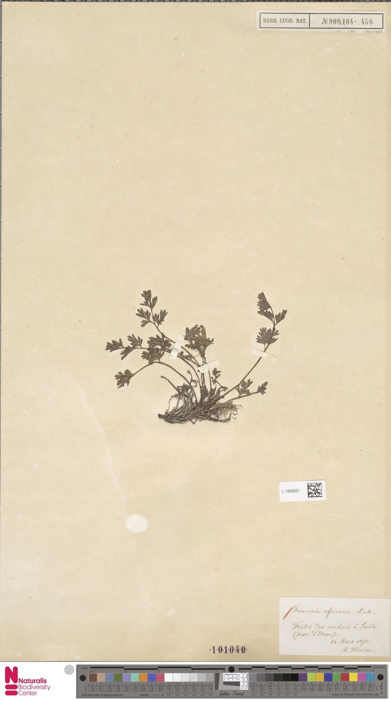 Rupicapnos africana subsp. africana