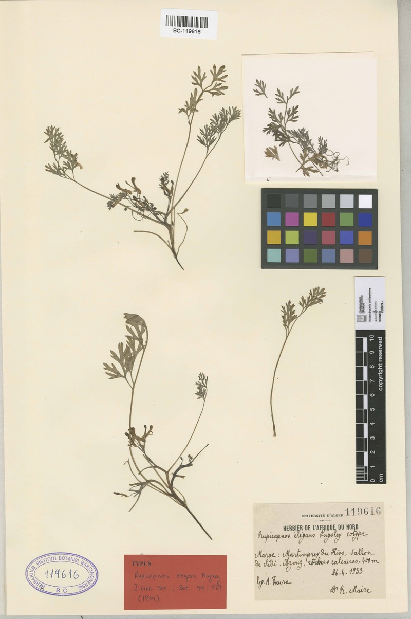 Rupicapnos africana subsp. faurei