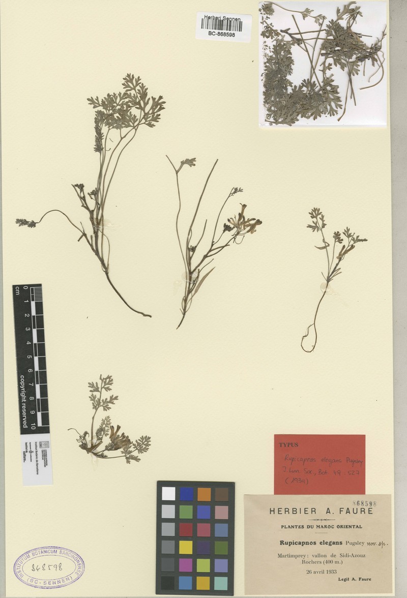 Rupicapnos africana subsp. faurei photo 2