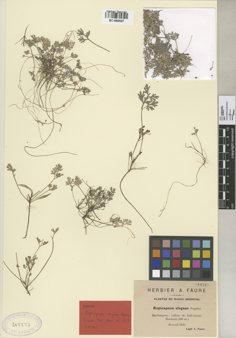 Rupicapnos africana subsp. faurei photo 3