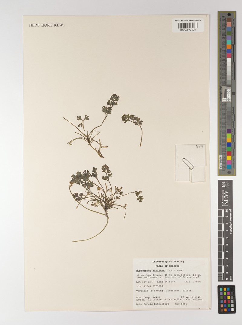 Rupicapnos africana subsp. mairei