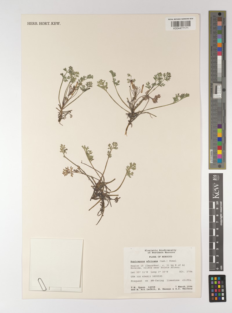 Rupicapnos africana subsp. mairei photo 2