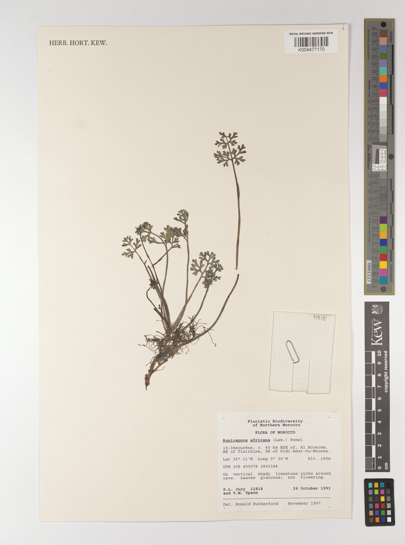 Rupicapnos africana subsp. mairei photo 3