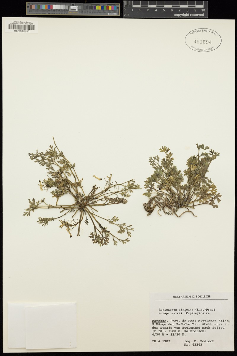 Rupicapnos africana subsp. mairei photo 4