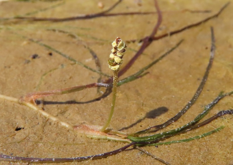 Spiral Ditchgrass