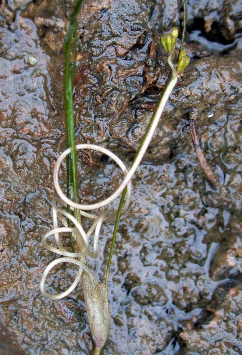 Spiral Ditchgrass photo 2