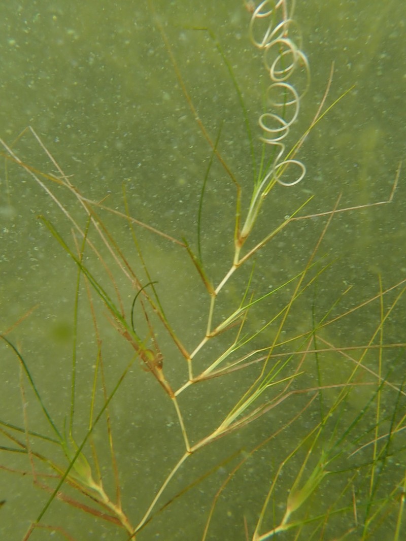 Spiral Ditchgrass photo 5