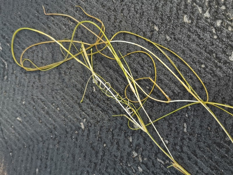 Spiral Ditchgrass photo 8