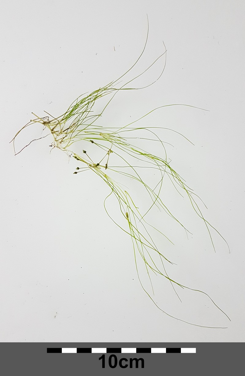 Widgeongrass photo 3