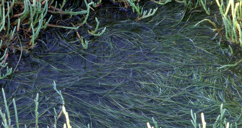 Widgeongrass photo 2