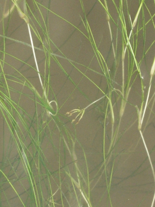Widgeongrass