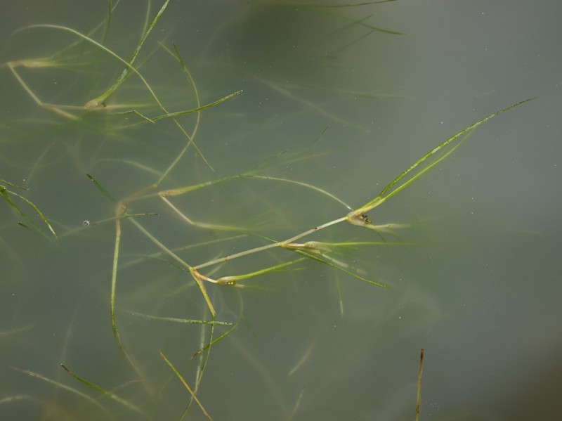 Widgeongrass photo 4